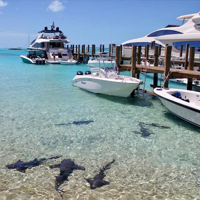 Miami to Exuma the Bahamas Yacht Charters Luxury Boat Rentals, Sharks